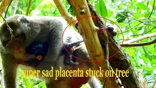 OMG! Super sad & hurt newborn baby Clora stuck placenta in gap tree/ Cora mom tries moving hard.
