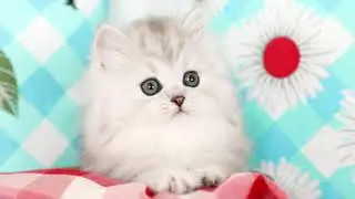 Funny Cats and Cute Kittens Compilation for laugh new #funnyvideo ❣️❣️💞💕