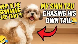 Puppy Chasing His Own Tail 😂 | Funniest Dog Moment Ever! #dogs #funnydog #cutedog #dogmemes
