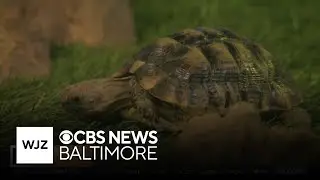 Juno the Greek tortoise is small in stature, but full of personality. See him at the Maryland Zoo
