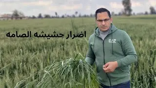 حشيشه الصامه فى محصول القمح
