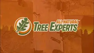 Crane-Assisted Tree Removal Teaser | All Natural Tree Experts