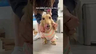 Get ready with Charlie 🐶 #dogmom #dogclothing #dogshorts #dogs #dog #puppy #dogfashion #puppies