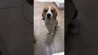 funny dog | Pet Cura | #shorts #dog