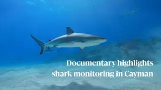 Documentary highlights shark monitoring in Cayman