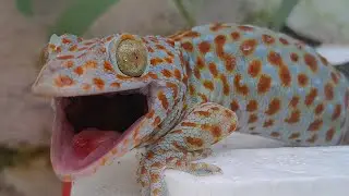 Gecko lizard  đang ph&aacute;t trực tiếp! Gecko leopard tv