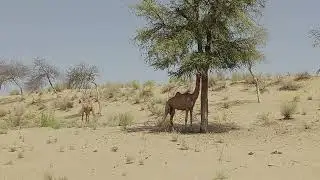 camel's in Desert Tharparkar #camels #camle #tharparkar