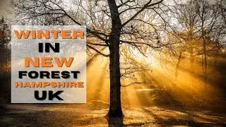 Experience the Beauty of the New Forest in Winter | Van Life UK