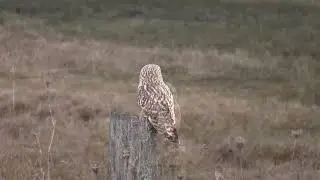 Short Eared Owl, Cowichan Bay Estuary Dec.29 2025