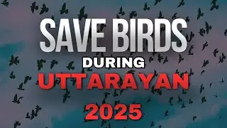 SAVE BIRDS DURING UTTARAYAN 2025 | ENJOY AND LET THE BIRDS ENJOY TOO #uttarayana #savebirds