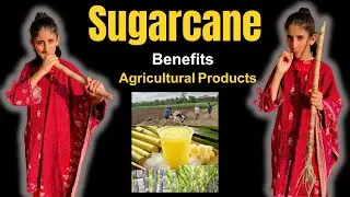 Sugarcane Vocabulary | Benefits of Sugarcane | Products Of Sugarcane | Agricultural Products