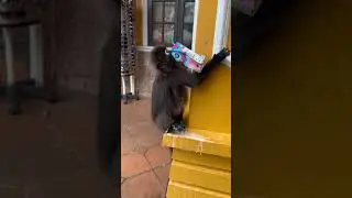 Dusky Leaf Monkey fooling around