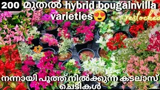 Hybrid Bougainvillea varieties for sale😍/Online sale malayalam/Fidhus world/