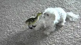 canada goose attacking the dog funny
