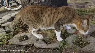 My First Stray Cat Feeding: The Start of My Feeding Journey 🐾💖