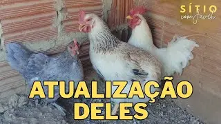 ATUALIZA&Ccedil;&Atilde;O SOBRE OS GARNIS&Eacute;S E A NOVA GALINHA SURA | S&Iacute;TIO COM JAVEH