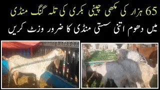 Talagang Mandi 65 Ki Makhicheeni Bakri Ki Dhoom Ap bhe Visit Karyn