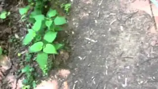 New Jersey Native American site search