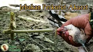 Jebakan Burung Perkutut Pakai Jerat Dan Pegas Karet Gelang