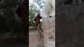 Jumping Goat Stunt #WallJump #CrazyBakri😜