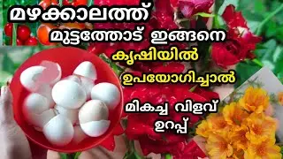 മുട്ടത്തോട് വളമായും കീടനാശിനിയായും | zero cost fertilizer | krishi tips | jaivakrishi