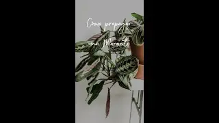 Cómo propagar una maranta