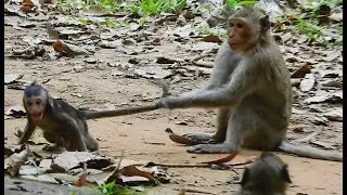 Bad Sister monkey drag baby Solo very strong, Poor baby cry loudly.