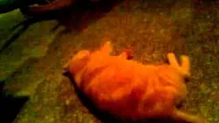 Random cat