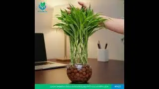 Bring Home Good Luck with the Elegant Lucky Bamboo in Glass Pot 🌿