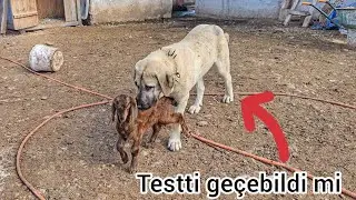 ÇOBAN KÖPEĞİ NASIL YETİŞTİRİLİR ~BARUT TESTİ GEÇTİ ~SOY ASLA YANILTMAZ