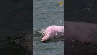 A rare ocean marvel!