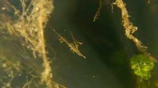Floating Island in Cedar Lake