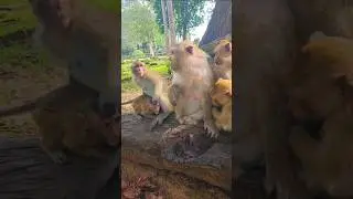 Adorable Wild Monkey Family Living