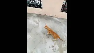 Don't stop be-leafing #ginger #simba #love #cats #cat #ginger #king #fun #enjoy #chiru