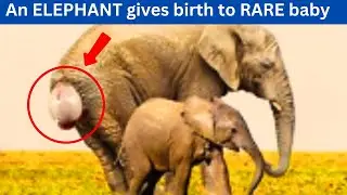 Animal Story: An ELEPHANT gives birth to RARE baby - few moments later something incredible happens.