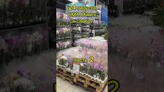 Привоз орхидей к 1 сентября Минск. Часть 2. #орхидеицветут #floweringplant #орхидеи #цветы