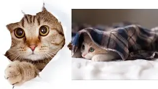 Funny Cats 2030| The Beauty and Wonder of Kittens: A Journey into Their World!