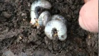 White grubs in soil