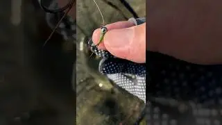 EURO NYMPHING RAINBOW TROUT