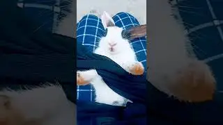 #fashion ka jalwa# cute bunny
