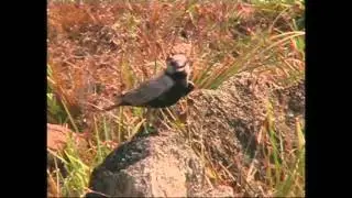 BIRD WATCHING - Award Winning Short Film - 2016