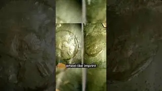 A 300 Million Year Old Wheel Found in Coal