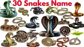30 Snake Names for Kids 🐍 | English & Hindi | Learn with Fun
