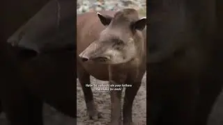 Joko synchronisiert Tiere auf Holl&auml;ndisch 🦒🦝🐮