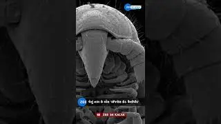 Los Angeles Thread Millipede : આ છે 486 પગ વાળું નેત્રહીન જીવ, વૈજ્ઞાનિકો પણ હેરાન રહ્યા... #shorts