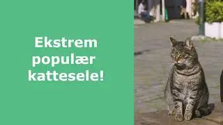 Bedste kattesele | 5 af de bedste på markedet!