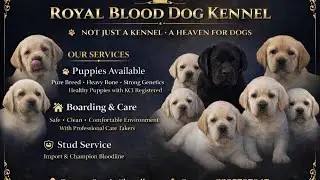 Kennel vlog 0001 royal blood dog 🐕 kennel🛖
