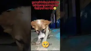 animalloverbk please save animals #savetheanimals #save #puppy #doglover #helptheanimals #animals