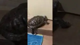 Tortoise opens the toilet door