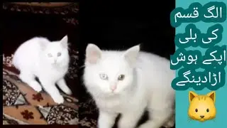 Cats video | cute cat | billi ki mastiya | funny cat videos// RF viral video